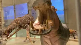 Smithsonian National Museum in Washington DC #washington #travelagent