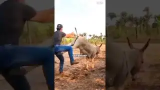 अण्डा फोर दिया..😫😭||