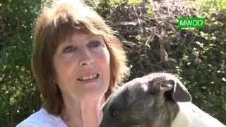 The easy going character of Whippets