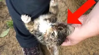 The kitten was left in the forest to die . But an incredible thing happened!!!