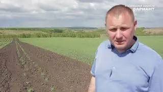 О семеноводстве  в Курагинском районе ОПХ