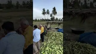 💥 உங்களுக்கு மக்காச்சோளம் பிடிக்குமா Which’s Your Fav Sweet Corn or Original Corn 🌽 ⁉️ #shorts