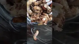 Личинки Огнёвки)