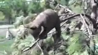 697 91  between the animal and human  1funny moments