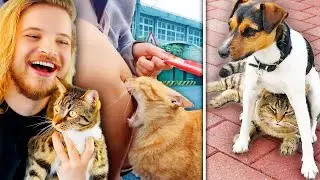 Animals Being Jerks (ft. My Cat)