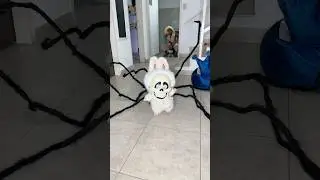 Mi Mamá Cuando ve Una Araña 😂 ! 