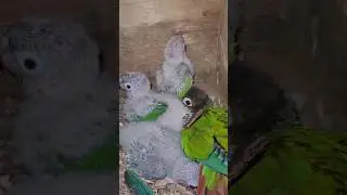 #song