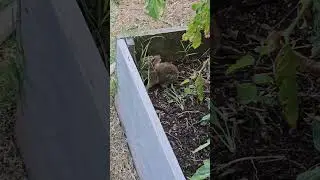 looks like we're growing more than asparagus.  #babyrabbit #bunny #garden #cute #baby