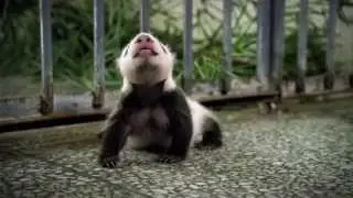 Nat Geo WILD