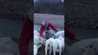 #экскурсия .Красоточки 🥰. #goat
