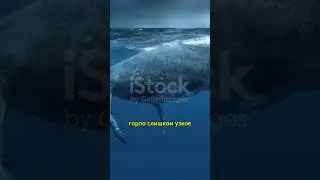 Мир китов: факты, которые вас поразят! #животные #факты #природа #animals#shorts