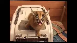 Просто оповещение и Шлёпа:3