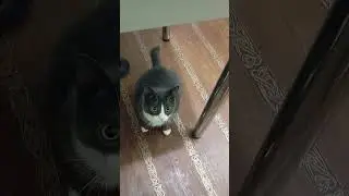 Педро-педро