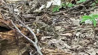 Samsung Galaxy S24 Ultra 4K 60 FPS HDR10+ Test Video - Frog at the Lake