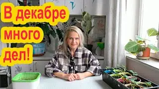 Что делать в саду в декабре?