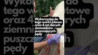 Ziemniaki na balkonie zamiast kwiatów  #garden #ziemniaki