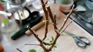 фикус обрастает новыми листочками. обрезка кроны
