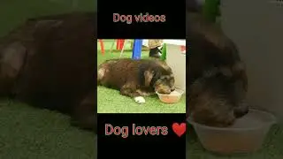 Dog eating video