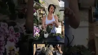 Salvando orquídea Phalaenopsis