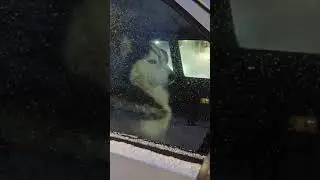 Хаски сидит в машине, угарает!