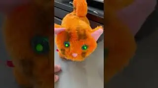 Miyav Miyav - Mio mio - Miaw Miaw @Miawaug #miaw #miyav Kedicik - Kitten-cat @TeddyKittens #cat