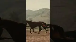 Attention vous allez craquer pour ces chevaux #shorts #animals