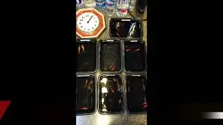 Can your tap water support life? (Tap Water Challenge)