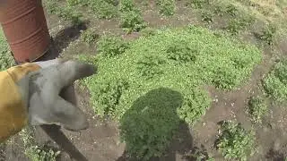 Максимум Негатива  С Плантации Картофеля У Санька