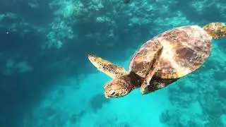 Snorkelling in Rarotonga | Cook Islands | 4K