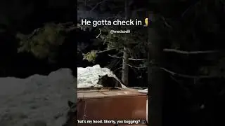 find yo way dawg ill let it slide  #bear #animals #funny #bugging