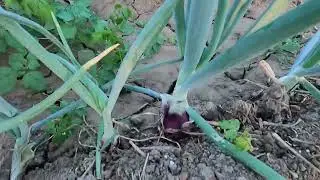 ONION FARM