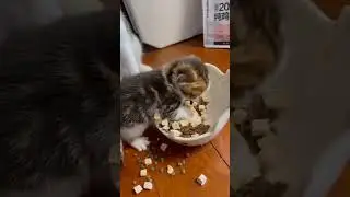Котенок - вредная обжора