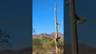 Changing Faces of Arizona  #offgrid