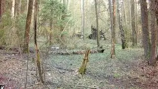 Весенняя жизнь в лесу  2023