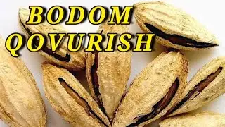 Bodomlarni EKSPORT qilish. Qovurib ishlov berish, Bogʻdan Bozorgacha boʻlgan jarayonlar.