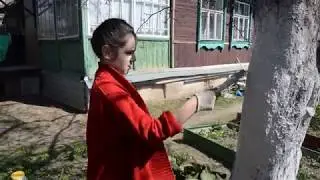 Как белить деревья весной