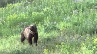 Wildflower Grizzlies
