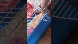 Питомец - крыса Маргоша)))