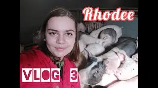 VLOG #3 Rhodee - Varkensvoer