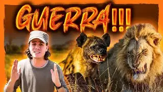 🔥 ENFRENTAMIENTO entre LEONES y HIENAS en AMBOSELI | Safari Fotográfico en KENIA #4