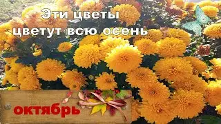 Эти цветы цветут всю осень Октябрь