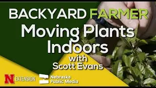 Moving Plants Indoors