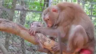Funny mother with little monkeys bea-ting😆 #monkey #animal #fyp #foryou #fb #video #viral #funny