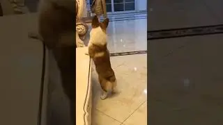You laugh you lose part 14 😂 #funnyvideos #funnyanimals #funnydogs #funnycats #cutedogs #vadivelu