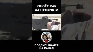 Клюёт как из пулемёта! 