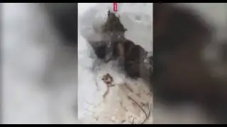 Браконьер убил медведицу и двух медвежат под Вологдой