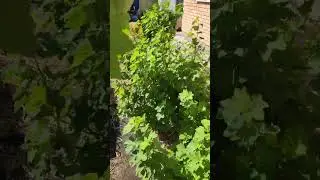 Сильные ветра. Не поднимайте рано ежевику на шпалеру#shorts