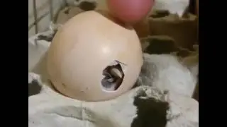 Вылупление  серебряного фазана