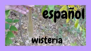 Wisteria, una mata que estrangula !