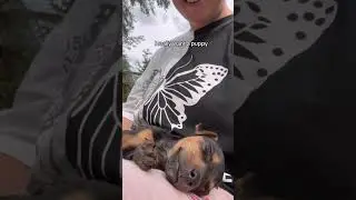 Meeting a puppy! #shorts #vlog